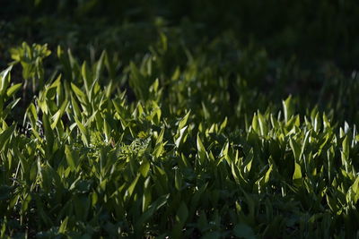 Close-up of plants growing on field