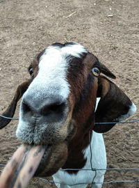 Portrait of horse outdoors