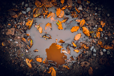 High angle view of autumn leaves in lake