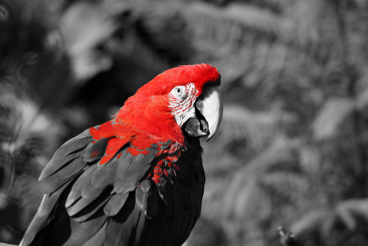 CLOSE-UP OF BIRD PERCHING ON RED
