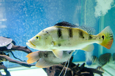 Close-up of fish swimming in sea