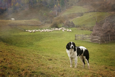 Cows in a field