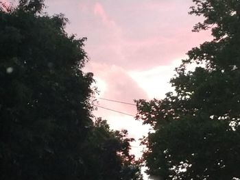 Low angle view of trees against sky