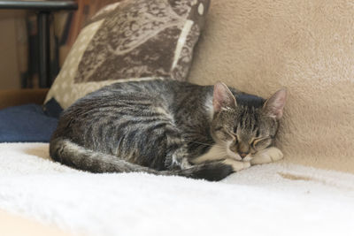 Close-up of cat sleeping on bed