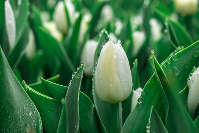 Close-up of raindrops on wet plant