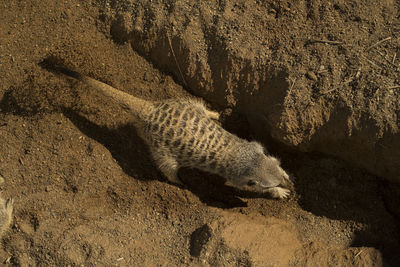 Meerkat digging to china 