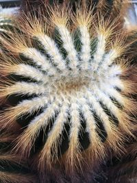 Close-up of spiked plant