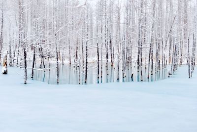 Snow covered land and trees in forest