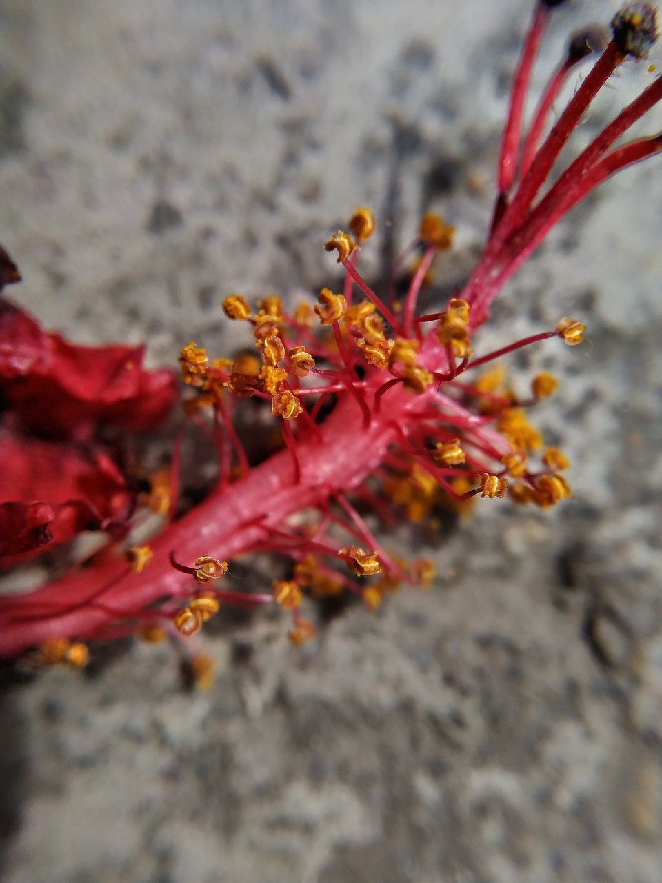 HIGH ANGLE VIEW OF RED FLOWER ON PLANT