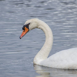 Swan floating on lake