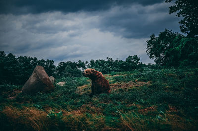 View of an animal on land