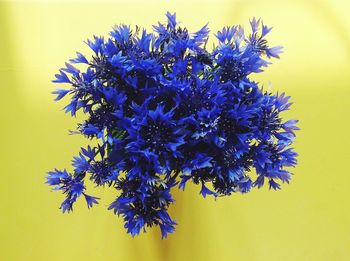 Close-up of purple flowers