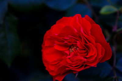 Close-up of red rose