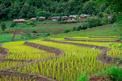 Rice fields during the planting and rainy season