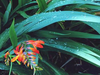 Close-up of wet butterfly on plant