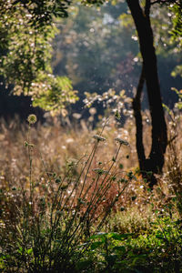 Close-up of trees growing in forest