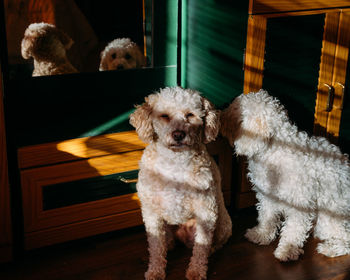 Close-up of dog at home