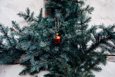 Red christmas decoration on green tree branch