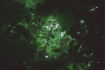 Low angle view of tree