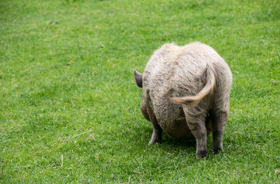 Sheep grazing in a field