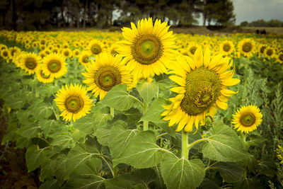 Close-up of yellow flowering plants on field