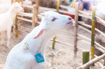 Close-up of a goat