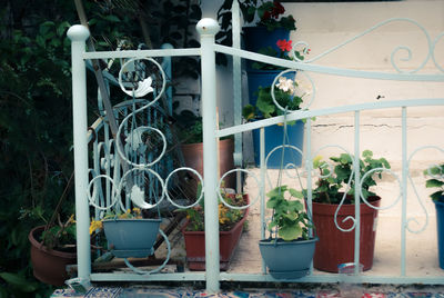 Potted plants on window sill