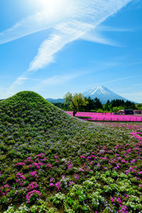 Pink flowering plants on field against sky