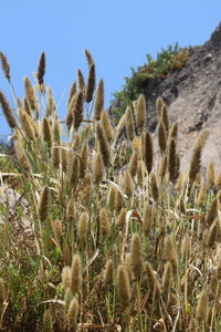 Low angle view of succulent plants on field against sky