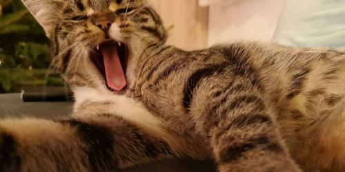 Close-up of cat yawning