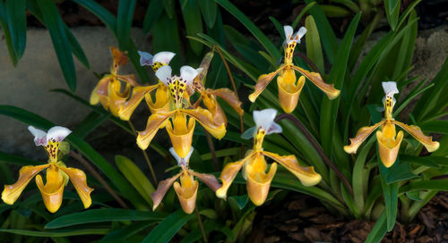 Close-up of yellow flowering plants on field