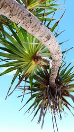 Low angle view of coconut palm tree against sky