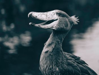 Close-up of a bird