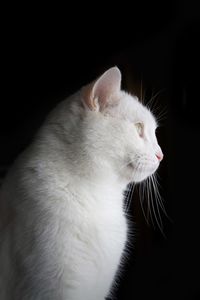 Close-up of white cat