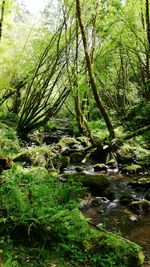 Trees in forest