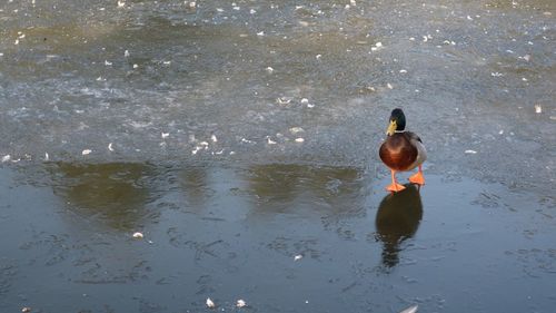 Swan swimming on lake