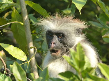 Close-up portrait of a monkey