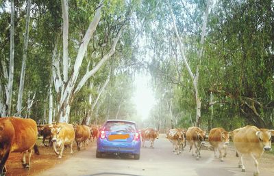 Cows in pasture