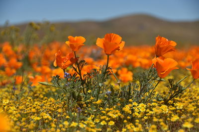 Close-up of yellow flowering plants on field