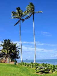 Palm trees on beach against blue sky