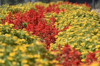 Close-up of red flowers