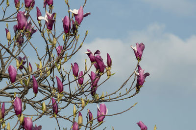 Low angle view of pink flowering plant against sky