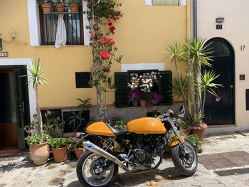 Potted plants on street against building