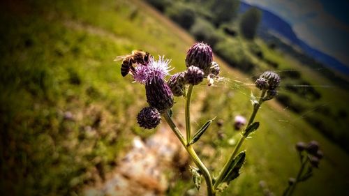 Close-up of purple thistle flowers on field