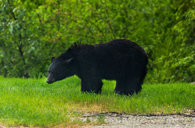 Side view of black horse on field