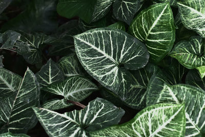 Full frame shot of green leaves