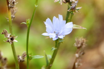 Close-up of insect on purple flowering plant