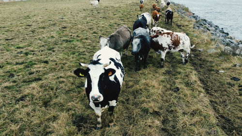 High angle view of cows on field