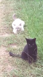 Portrait of cat sitting on field