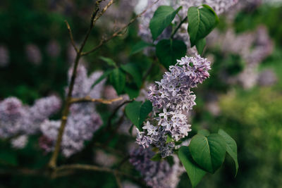 Close-up of purple flowering plant